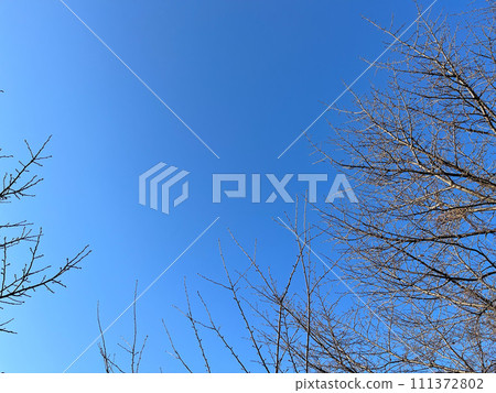 晴朗的秋冬天氣和光禿禿的落葉樹 晴朗的秋冬天氣和光禿禿的落葉樹 111372802