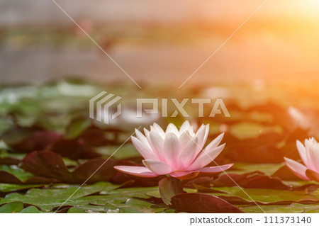 Pink lotus water lily flower in pond, waterlily with green leaves blooming Pink lotus water lily flower in pond, waterlily with green leaves blooming 111373140