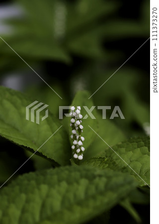 Phthalis sika Phthalis sika 111373270