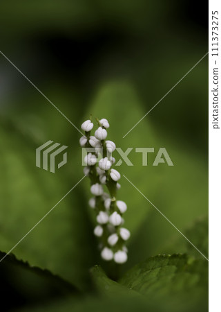 Phthalis sika Phthalis sika 111373275