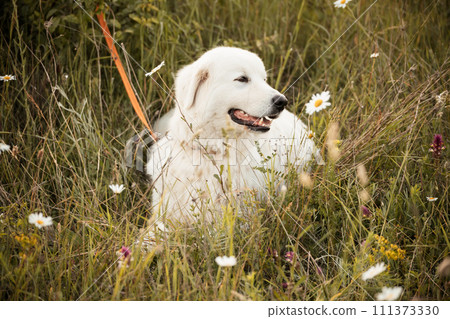 Daisies white dog Maremma Sheepdog in a wreath of daisies sits on a green lawn with wild flowers daisies, walks a pet. Cute photo with a dog in a wreath of daisies. 111373330