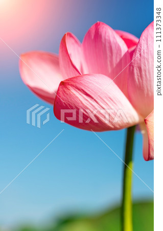 A pink lotus flower sways in the wind. Against the background of their green leaves. Lotus field on the lake in natural environment. 111373348