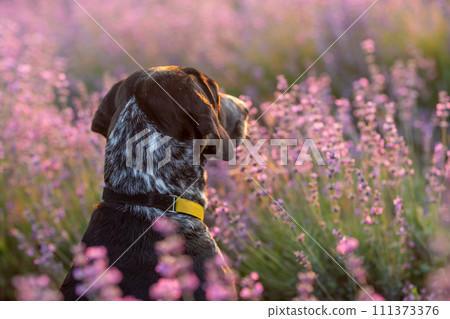 Dog sits in picturesque lavender field. Flower-filled landscape black and white dog sitting in a field of purple lavander flowers. 111373376