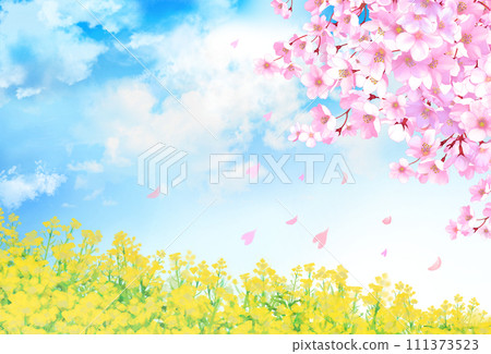Cherry blossom and rape blossom field scenery 111373523