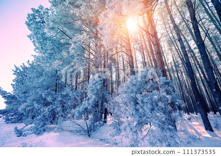 Winter forest on a sunny day. Tall pine trees covered with snow Winter forest on a sunny day. Tall pine trees covered with snow 111373535