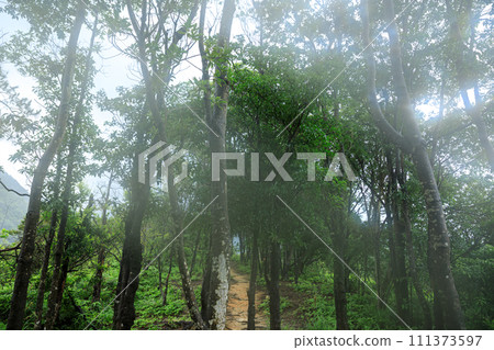 Topical forest mountain landscape in summer Topical forest mountain landscape in summer 111373597
