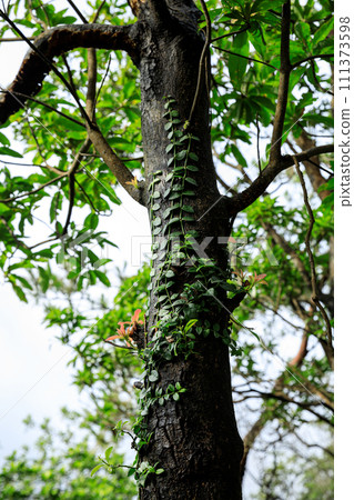 Parasitic vine wrapped around tree trunk in tropical forest Parasitic vine wrapped around tree trunk in tropical forest 111373598