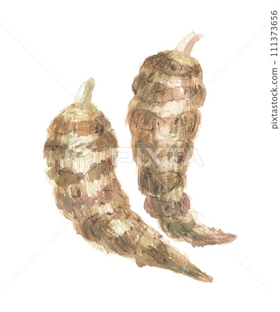 Ebiimo 水彩畫 Ebiimo 111373656