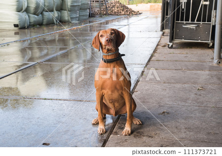 Vizsla Dog on Rainy Farm Vizsla Dog on Rainy Farm 111373721