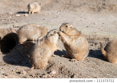 Prairie Dogs Kissing by Burrow Prairie Dogs Kissing by Burrow 111373722