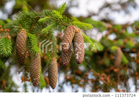 A young red fir cone on green branches on a green background with resin 111373724