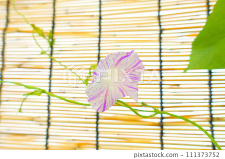 牽牛花牽牛花牽牛花 牽牛花牽牛花牽牛花 111373752