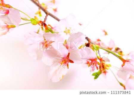 Cherry blossoms in full bloom, cherry blossoms, cherry blossoms, cherry blossoms, Somei Yoshino Cherry blossoms in full bloom, cherry blossoms, cherry blossoms, cherry blossoms, Somei Yoshino 111373841