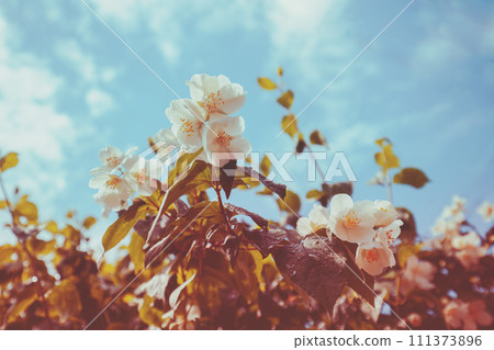 Vintage blooming Jasmine flowers against a blue sky. Spring nature background 111373896