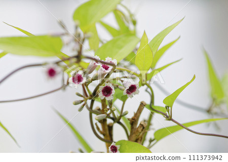 Hexokazura Hexokazura 111373942