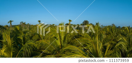 Aerial panorama view of coconut fruits grow on tree Aerial panorama view of coconut fruits grow on tree 111373959