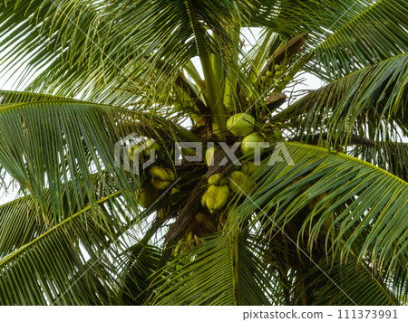 Coconut fruits grow on tree 111373991