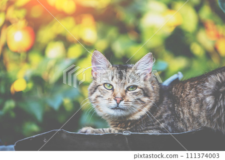 Cute cat lies on a metal roof in the autumn garden Cute cat lies on a metal roof in the autumn garden 111374003