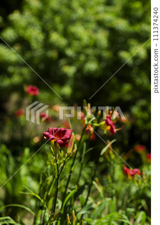 Hemelocalis 111374240