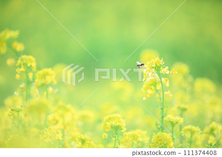 Green background rape blossoms Green background rape blossoms 111374408