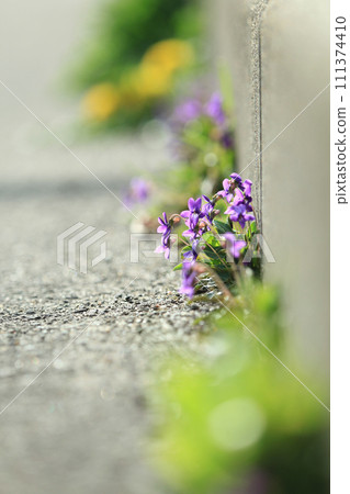 Violets blooming on the roadside 111374410