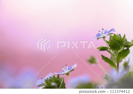 粉紅色背景的大角鯊 粉紅色背景的大角鯊 111374412