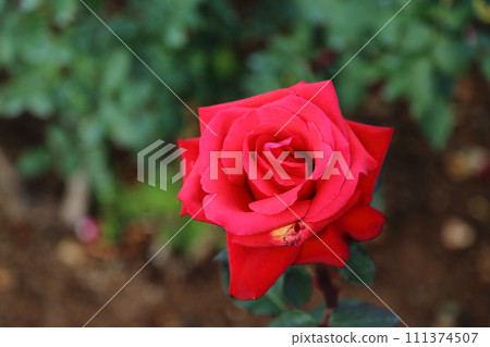 Arao City Ominous Citizen Flower Bed Rose Flower, Arao City Ominous Citizen Flower Bed Rose Flower, 111374507