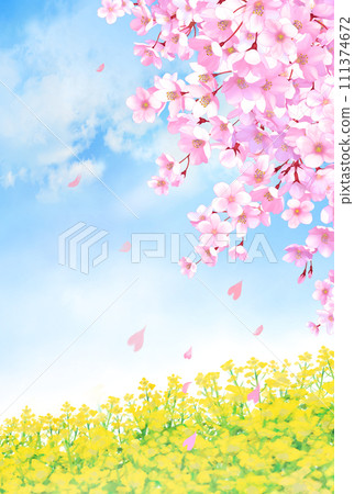 Cherry blossom and rape blossom field landscape vertical Cherry blossom and rape blossom field landscape vertical 111374672
