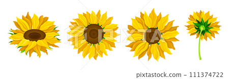 Sunflower Crop with Large Head with Seeds and Green Stem Vector Set 111374722
