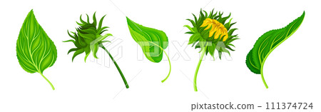 Sunflower Crop with Large Head with Seeds and Green Leaf Vector Set 111374724