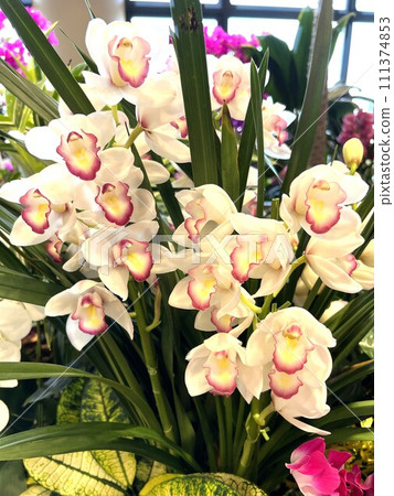 White Cymbidium 111374853