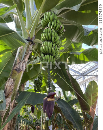 Greenhouse-grown banana flowers and fruits 111374859