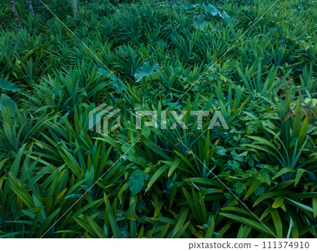 Pandan leaf grow in tropical forest Pandan leaf grow in tropical forest 111374910