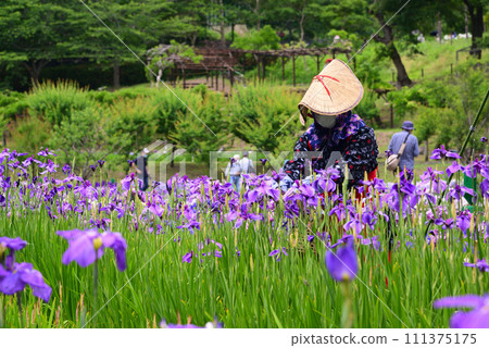 Yokosuka Iris Garden, where 140,000 irises and 1,000 hydrangeas bloom 111375175