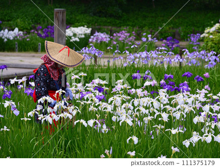 Yokosuka Iris Garden, where 140,000 irises and 1,000 hydrangeas bloom Yokosuka Iris Garden, where 140,000 irises and 1,000 hydrangeas bloom 111375179