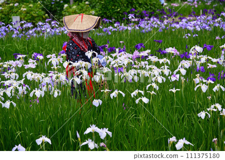 Yokosuka Iris Garden, where 140,000 irises and 1,000 hydrangeas bloom Yokosuka Iris Garden, where 140,000 irises and 1,000 hydrangeas bloom 111375180