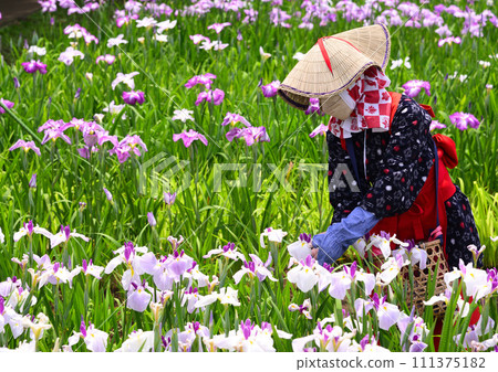 Yokosuka Iris Garden, where 140,000 irises and 1,000 hydrangeas bloom Yokosuka Iris Garden, where 140,000 irises and 1,000 hydrangeas bloom 111375182
