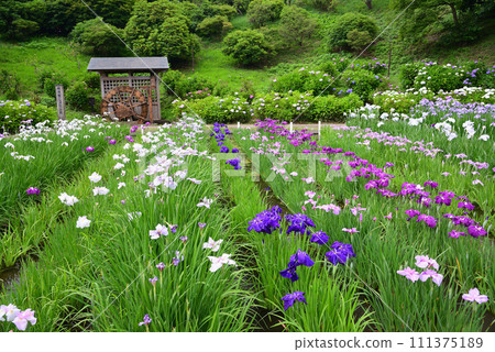 橫須賀菖蒲花園，14萬株菖蒲和1000株繡球花盛開 111375189