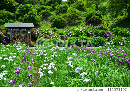 橫須賀菖蒲花園，14萬株菖蒲和1000株繡球花盛開 111375192