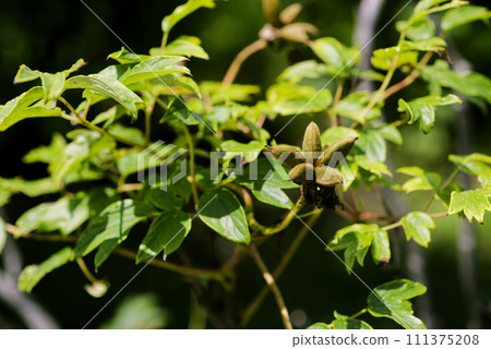 連結種子 111375208