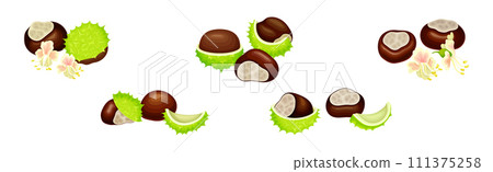Horse Chestnut or Aesculus Hippocastanum with Green Shell and Brown Kernel Vector Set Horse Chestnut or Aesculus Hippocastanum with Green Shell and Brown Kernel Vector Set 111375258