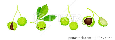 Horse Chestnut or Aesculus Hippocastanum with Green Shell and Brown Kernel Vector Set 111375268