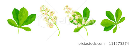 Horse Chestnut or Aesculus Hippocastanum with Green Leaf Vector Set Horse Chestnut or Aesculus Hippocastanum with Green Leaf Vector Set 111375274