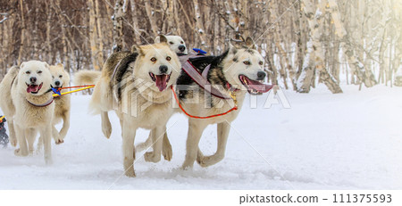 Running sled dog team. Kamchatka Sled Dog Race Beringia, Russian Cup of Sled Dog Racing 111375593