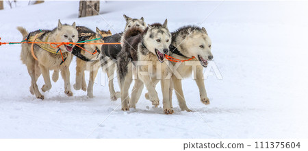 Kamchatka Sled Dog Racing Beringia, Russian Cup of Sled Dog Racing. 111375604