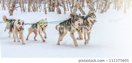 Kamchatka Sled Dog Racing Beringia, Russian Cup of Sled Dog Racing 111375605