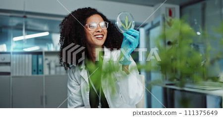 Scientist, cannabis and Petri dish in laboratory for research, development or medical experiment. Teamwork, analysis and focus on investigation for knowledge, testing and pharmaceutical innovation 111375649