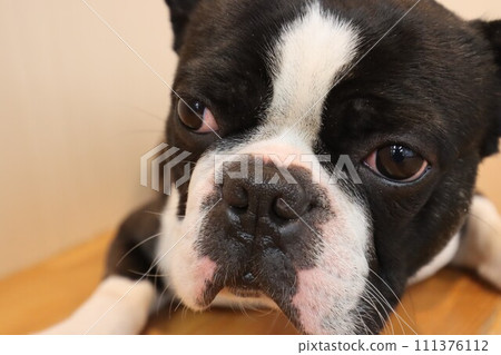 A close-up photo of Mighty the Boston Terrier looking cutely at his face. A close-up photo of Mighty the Boston Terrier looking cutely at his face. 111376112