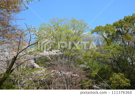 從增形山展望台眺望盛開的吉野櫻 111376368