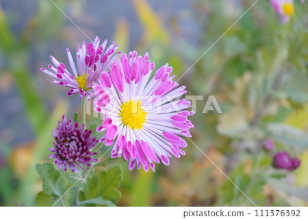 Pink Chrysanthemum Spray Mom Ferris 6 Pink Chrysanthemum Spray Mom Ferris 6 111376392